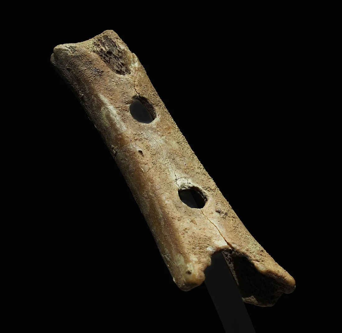 La pièce de Divje Babe présentée sur fond noir dans sa vitrine de musée : un fragment d'os brunâtre percé de deux trous alignés.