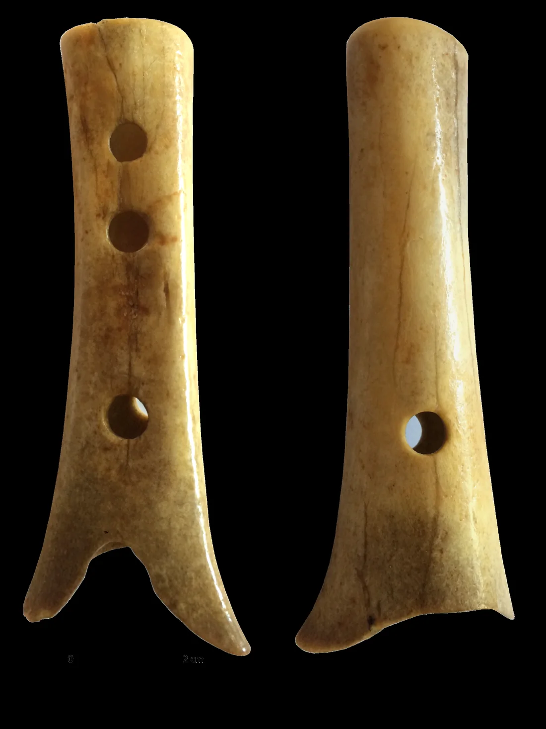 Les deux faces de l'os côte à côte, faces postérieure et antérieure, avec les perforations numérotées de 1 à 6 et une échelle de 2 cm.