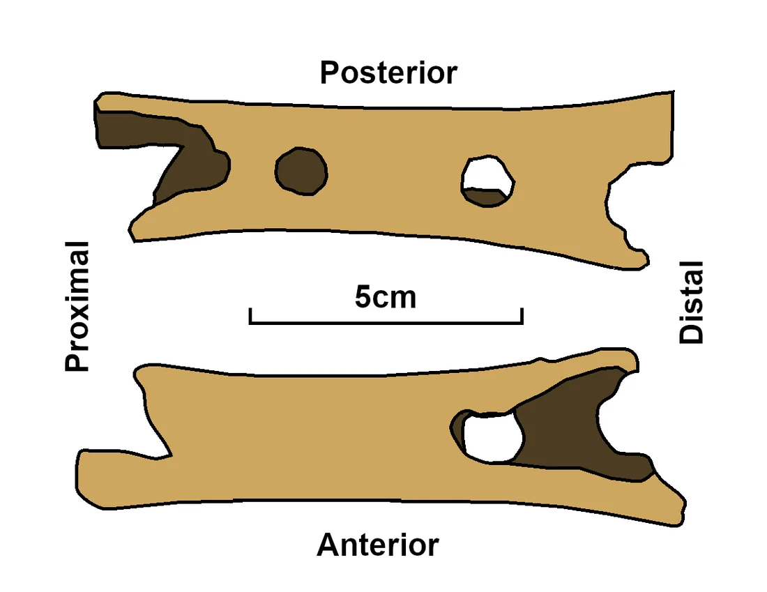 Relevé au trait des deux faces de l'os, dépliées, montrant la position des perforations et des cassures, avec une échelle de 5 cm.