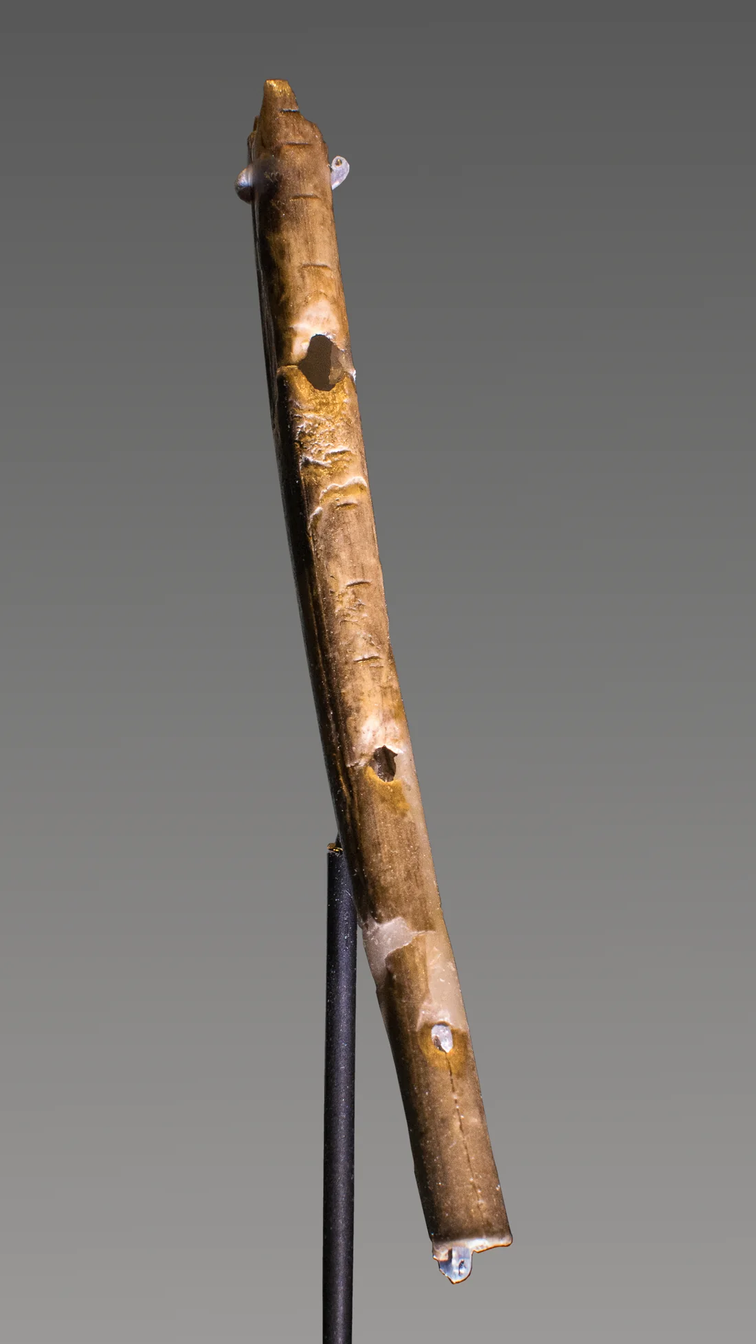 Fl&ucirc;te pal&eacute;olithique taill&eacute;e dans un os de cygne, pr&eacute;sent&eacute;e verticalement en vitrine au mus&eacute;e de la pr&eacute;histoire de Blaubeuren.